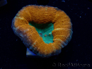 WYSIWYG - Lobophyllia sp 30 ( 3 cm)