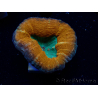 WYSIWYG - Lobophyllia sp 30 ( 3 cm)