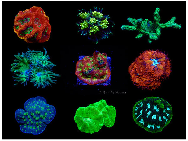 LPS Hard Corals Kit