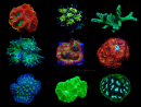 LPS Hard Corals Kit