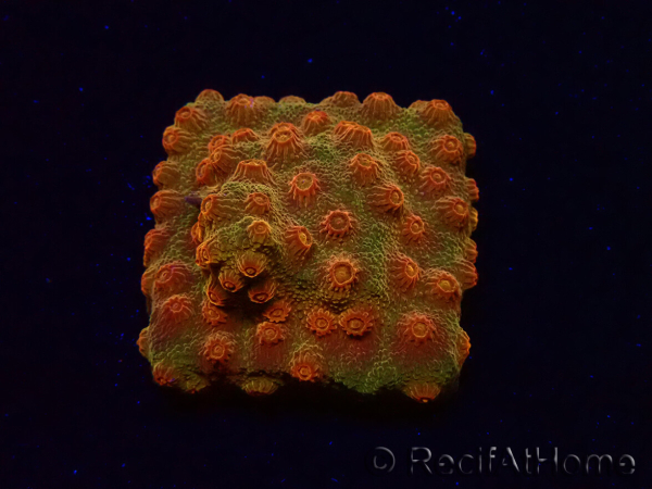 WYSIWYG - Tyree Cyphastrea Red Brick 3N12