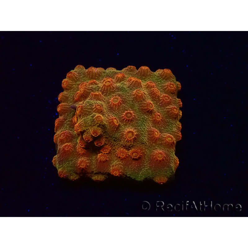 WYSIWYG - Tyree Cyphastrea Red Brick 3N12