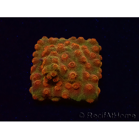 WYSIWYG - Tyree Cyphastrea Red Brick 3N12