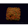 WYSIWYG - Tyree Cyphastrea Red Brick 3N12
