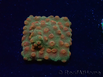 WYSIWYG - Tyree Cyphastrea Red Brick 3N12