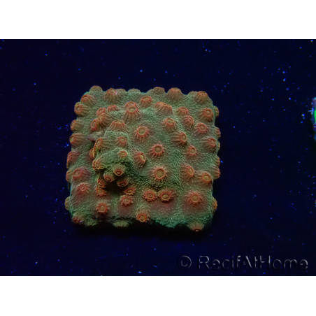 WYSIWYG - Tyree Cyphastrea Red Brick 3N12