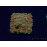 WYSIWYG - Tyree Cyphastrea Red Brick 3N12