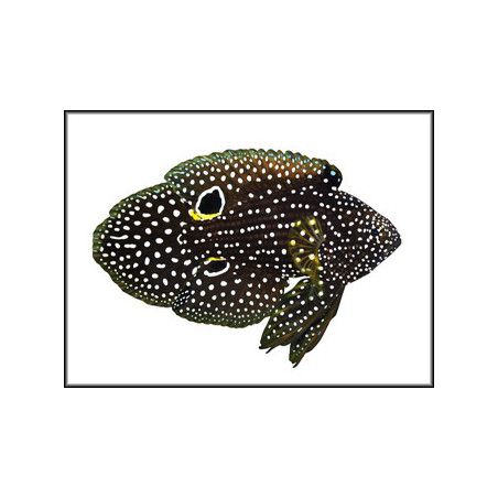 Calloplesiops altivellis