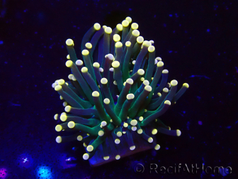 WYSIWYG Euphyllia glabrescens (Mariculture acclimaté sous LED) 8S6
