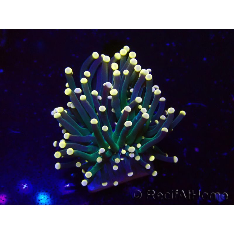 WYSIWYG Euphyllia glabrescens (Maricoltura acclimatata sotto LED) 8N7
