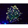 WYSIWYG Euphyllia glabrescens (Maricoltura acclimatata sotto LED) 8N7