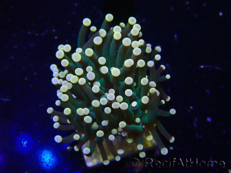 WYSIWYG Euphyllia glabrescens (Marikultur, akklimatisiert unter LED) 8N7