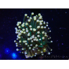 WYSIWYG Euphyllia glabrescens (Maricoltura acclimatata sotto LED) 8N7