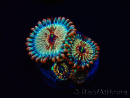 WYSIWYG - Zoanthus Seduction 2J5