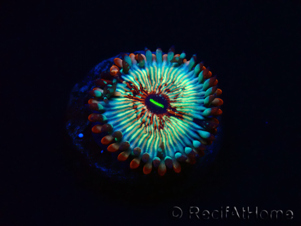 WYSIWYG - Zoanthus Seduction 2J5