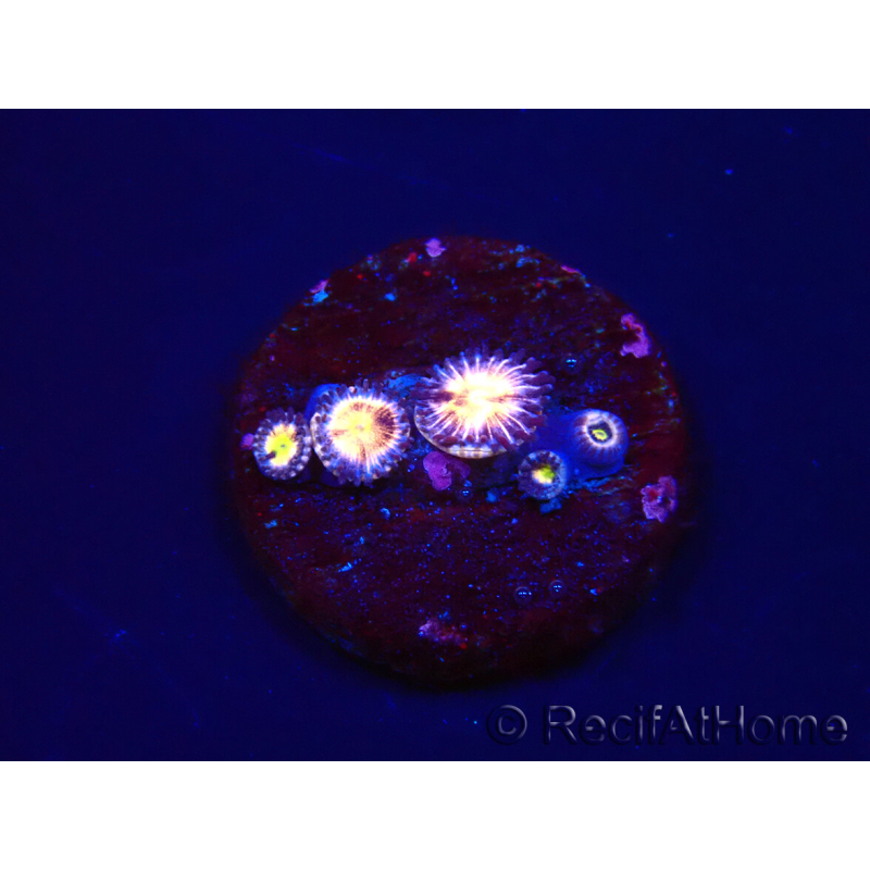 WYSIWYG - RAH Zoanthus Implosion 40J6