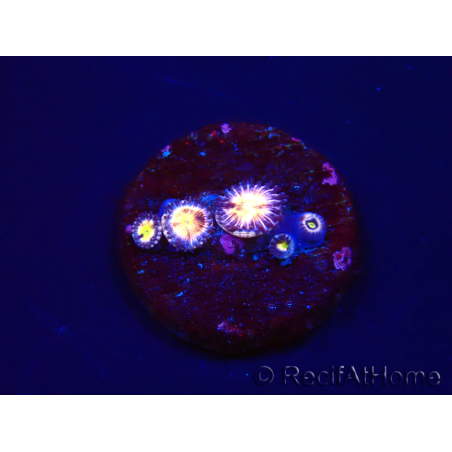 WYSIWYG - RAH Zoanthus Implosion 40J
