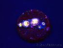 WYSIWYG - RAH Zoanthus Implosion 40J6