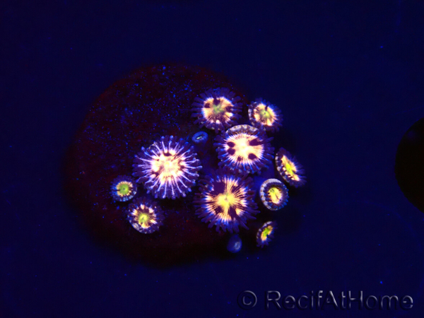 WYSIWYG - RAH Zoanthus Implosion 40J