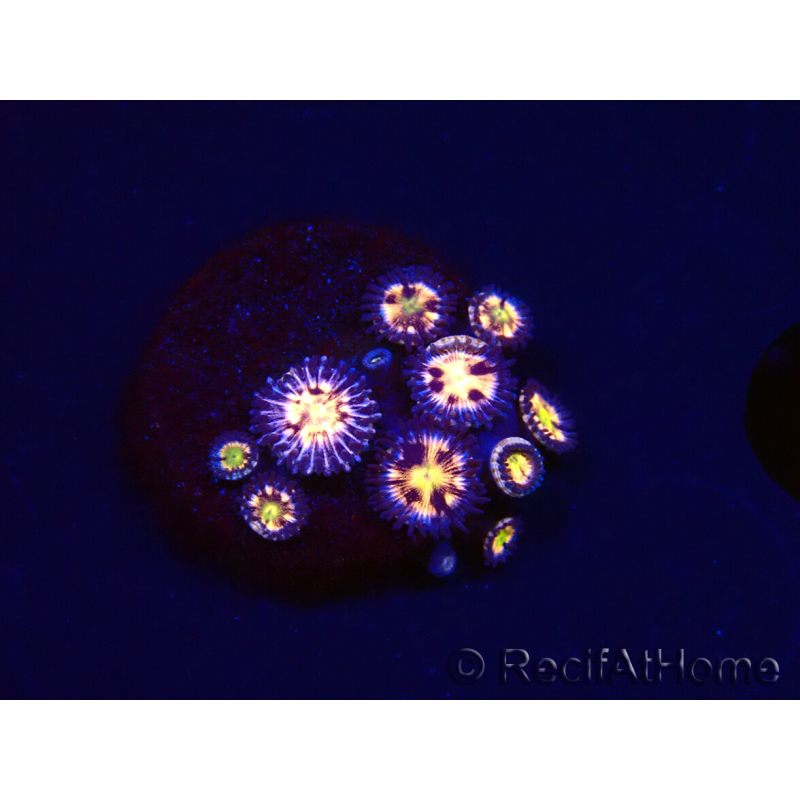 WYSIWYG - RAH Zoanthus Implosion 40J7