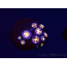 WYSIWYG - RAH Zoanthus Implosion 40J7
