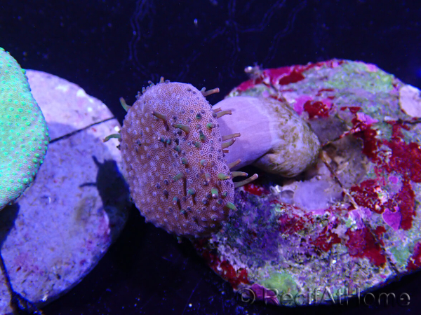 WYSIWYG Sarcophyton sp 40