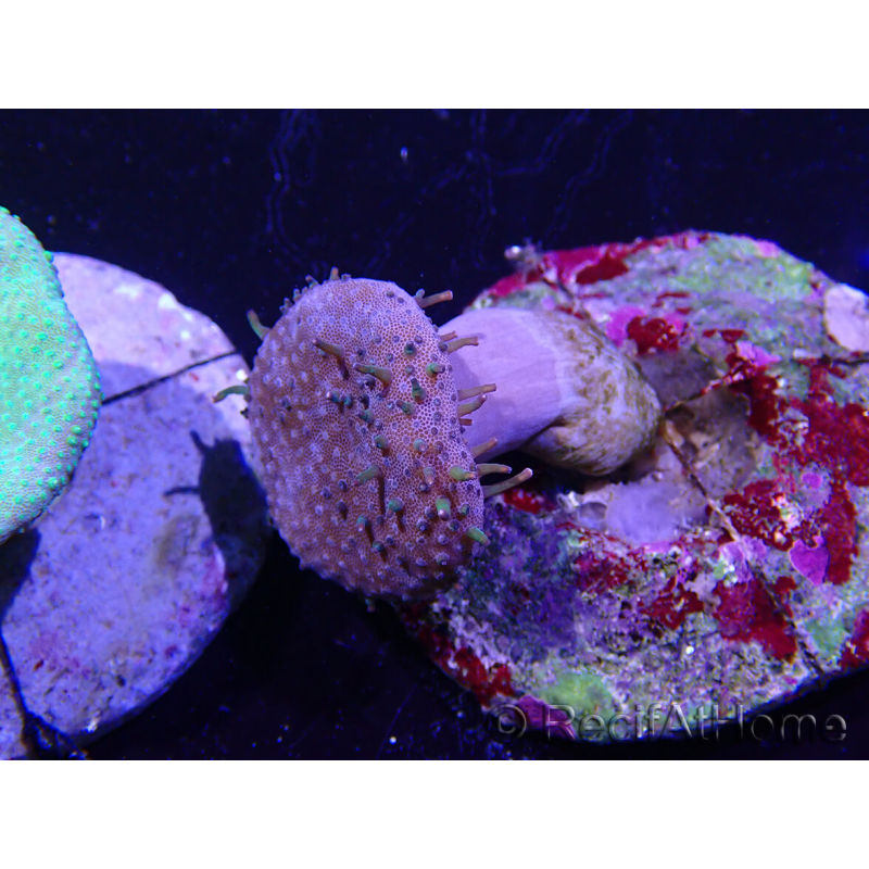WYSIWYG Sarcophyton sp 40
