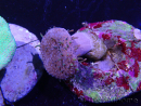 WYSIWYG Sarcophyton sp 40