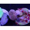 WYSIWYG Sarcophyton sp 40