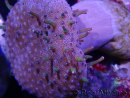 WYSIWYG Sarcophyton sp 40