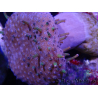WYSIWYG Sarcophyton sp 40