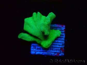 WYSIWYG - RAH Psammocora Green Branching 3