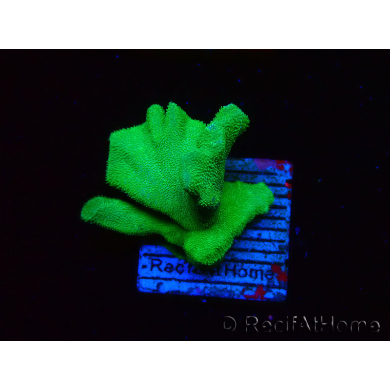 WYSIWYG - RAH Psammocora Green Branching 3