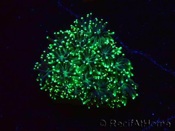 WYSIWYG - RAH Galaxea fascicularis Fireworks 5