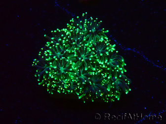 WYSIWYG RAH Galaxea fascicularis Fireworks 12G5