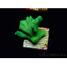 WYSIWYG - RAH Psammocora Green Branching 3