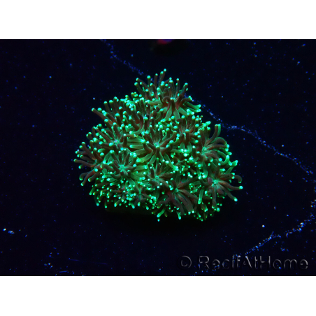 WYSIWYG RAH Galaxea fascicularis Fireworks 12G5