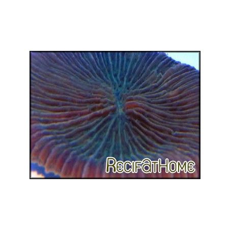 Fungia moluccensis vert