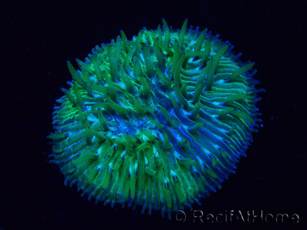 WYSIWYG Cycloseris sp Ultra Neon Orange 8 (5.5 cm)