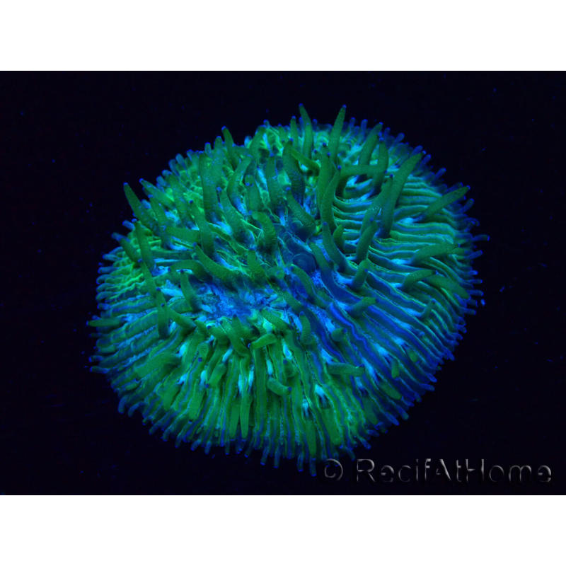WYSIWYG Cycloseris sp Green 8 (3 cm)