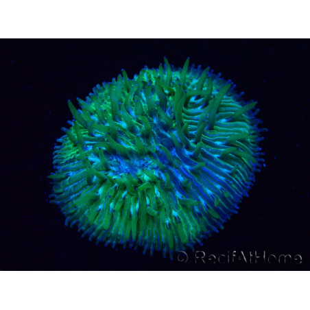 WYSIWYG Cycloseris sp Green 8 (3 cm)