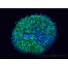 WYSIWYG Cycloseris sp Green 8 (3 cm)