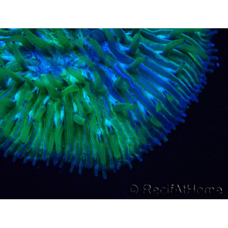 WYSIWYG Cycloseris sp Green 8 (3 cm)