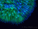 WYSIWYG Cycloseris sp Ultra Neon Orange 8 (5.5 cm)
