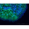 WYSIWYG Cycloseris sp Green 8 (3 cm)
