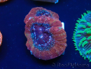 WYSIWYG- Homophyllia bowerbanki Greenish 6