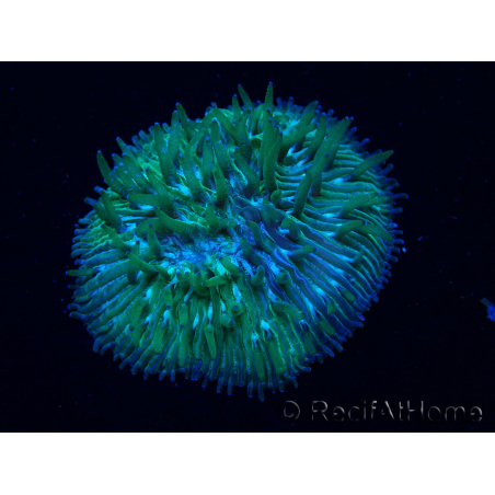 WYSIWYG Cycloseris sp Green 8 (3 cm)