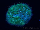 WYSIWYG Cycloseris sp Ultra Neon Orange 8 (5.5 cm)