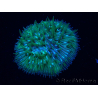 WYSIWYG Cycloseris sp Green 8 (3 cm)