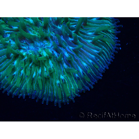 WYSIWYG Cycloseris sp Green 8 (3 cm)